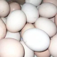 تخم مرغ نطفه دار محلی