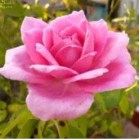 ‌پرده گلدوزی شده