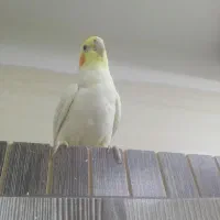 فروش عروس هلندی