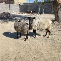 گوسفند زنده|حیوانات مزرعه|چناران, |دیوار