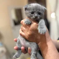 گربه اسکاتیش بلو اشرافی