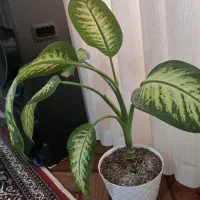 گل دیفن|گل و گیاه طبیعی|ارشق, |دیوار