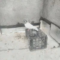 کبوتر گو باش سپه و