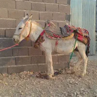 الاغ نر کاری و باری شهرستان گراش