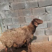 میش درجه یک با بره بزرگ نر|حیوانات مزرعه|مشهد, توس فردوسی|دیوار