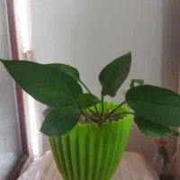 فروش گل های آپارتمانی وبیرونی|گل و گیاه طبیعی|آزادشهر, |دیوار