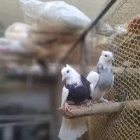 طوقی