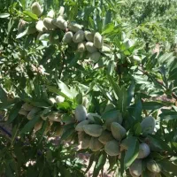 فروش نیم هکتار باغ بادام متری ۳۰۰ (سپیدان)