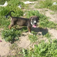 حیوانات مزرعه