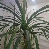 گل پاندانوس بزرگ|گل و گیاه طبیعی|شاهین‌شهر, خانه کارگر|دیوار