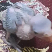 جوجه ملنگوسرلاکی وجوجه گیرینچیک آناناسی دبل رد|پرنده|شیراز, شهرک رضوان|دیوار