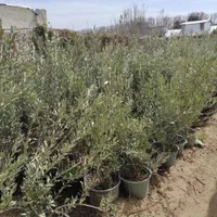 داودی یاس هلندی  میوه مریم محمدی نهال درخت گل گیاه|خدمات باغبانی و درختکاری|تهران, اقدسیه|دیوار
