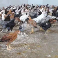 جوجه و مرغ بومی سه ماهه