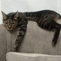 واگزاری گربه ی نر نژاد DSH|گربه|کرج, حصارک پایین|دیوار