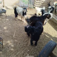 بیگ نر|حیوانات مزرعه|مسجد سلیمان, |دیوار