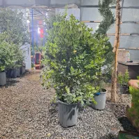 گیاهان همیشه سبز|خدمات باغبانی و درختکاری|فولادشهر, C4|دیوار