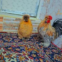 یک جفت مرغ خروس ابریشمی