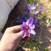فروش زعفران درجه یک
