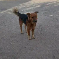 سگ گرگی نگهبانی بی نظری فی 1نیم|سگ|کبودرآهنگ, |دیوار