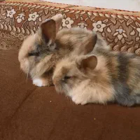 خرگوش لوپ و جرسی|موش و خرگوش|بوشهر, |دیوار