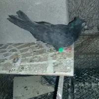 ابادانی ملقی