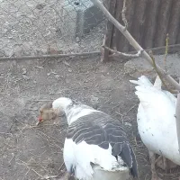 غاز|حیوانات مزرعه|نسیم‌شهر, |دیوار