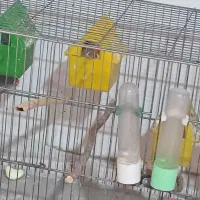 فنچ|پرنده|کوار, |دیوار