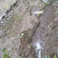 ویلا باغ زمین ۱۹۰۰ متری دارای استخر واب|فروش دفتر صنعتی، کشاورزی، تجاری|آذرشهر, |دیوار