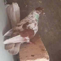 کفتر