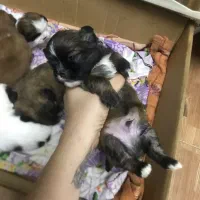 توله سگ شیتزو تریر|سگ|رشت, دیلمان|دیوار