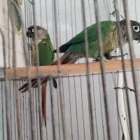 جفت گرینچیک مولد آماده تخم به شرط