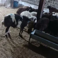 بره نر ماده سبک|حیوانات مزرعه|نورآباد, |دیوار