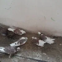 ۶ تا کفتر خوب و عالی به دلیل نداشتن جا و سردی هوا