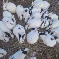 خرگوش‌خانگی