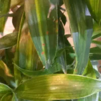 متخصص گل آپارتمانی وبیرونی|خدمات باغبانی و درختکاری|شاندیز, |دیوار