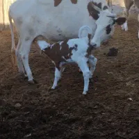 گاو|حیوانات مزرعه|فراغی, |دیوار