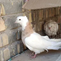 فروش کبوتر