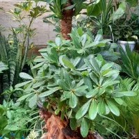 گل آپارتمانی میخک پر پشت بادوام لطفا ورق بزنید|گل و گیاه طبیعی|تبریز, |دیوار