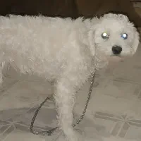 سگ پاکوتاه سفید