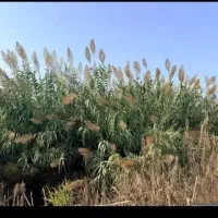 500-متری-دور-دیوار-خلق-آباد