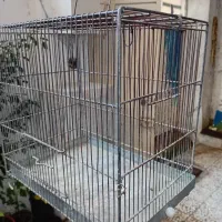 قفس سهره غلامی