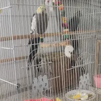 عروس هلندی با همه وسایل|پرنده|پاکدشت, شهرک امام رضا|دیوار