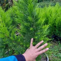 فروش لاوسون