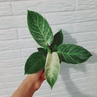 گل گیاه|گل و گیاه طبیعی|رباط‌کریم, شهرک والفجر|دیوار