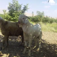 بز دوقلو زا