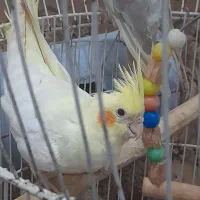 عروس هلندی نر و ماده|پرنده|ضیابر, |دیوار