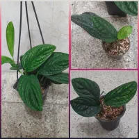 گلخانه گلبانو|گل و گیاه طبیعی|نجفآباد, شریعتی غربی|دیوار