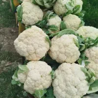 گل کلم سفید/ سوپرلوکس/الان۲۷تن موجوده|خوردنی و آشامیدنی|تهران, مختاری|دیوار