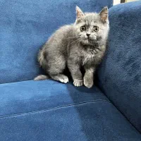 گربه بریتیش بلو|گربه|گرگان, |دیوار