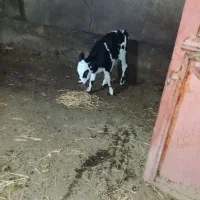 فروش گاو شیری